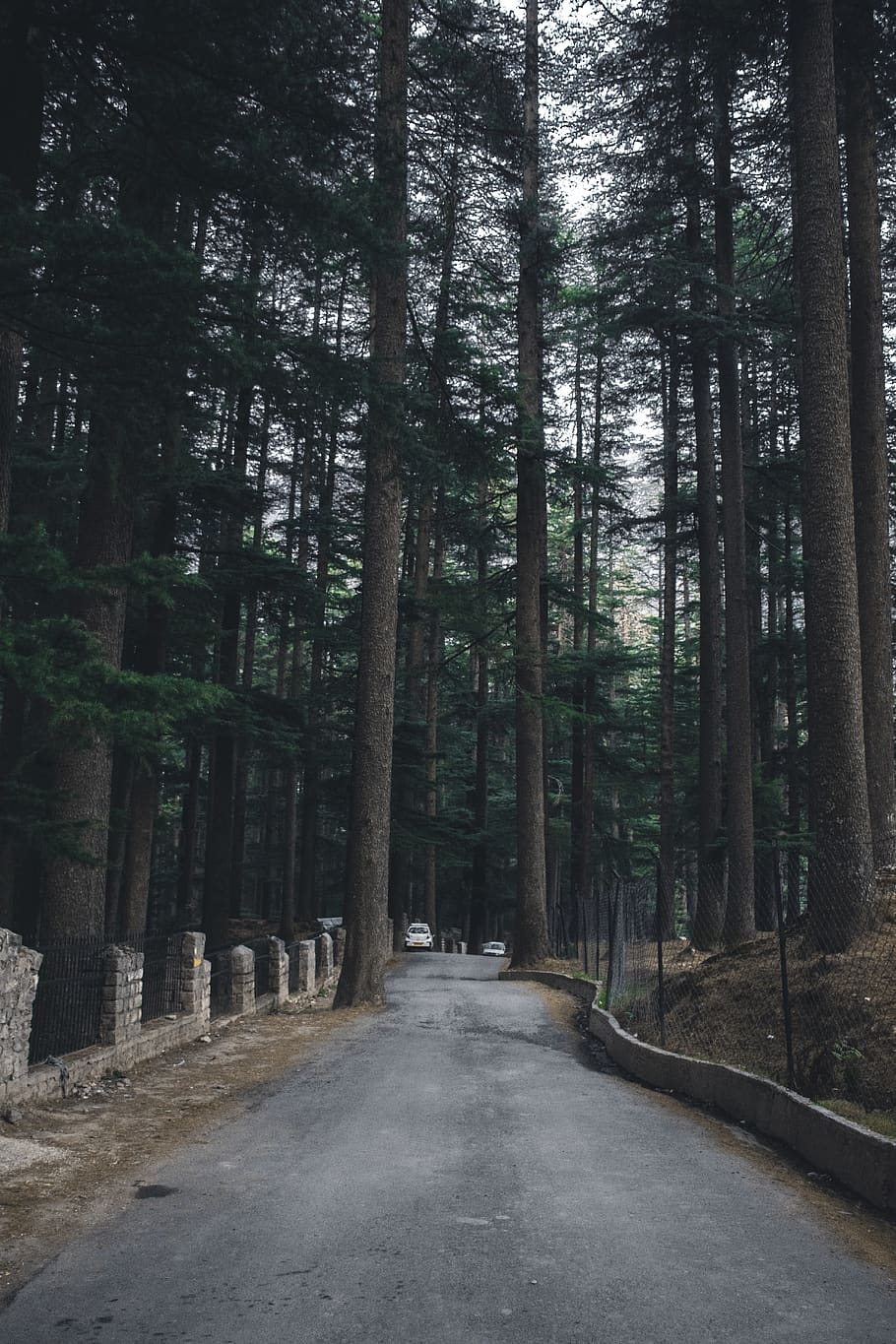 india-manali-trees-road.jpg